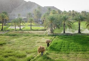 شالی‌کاری برنج در شهرستان قصرقند