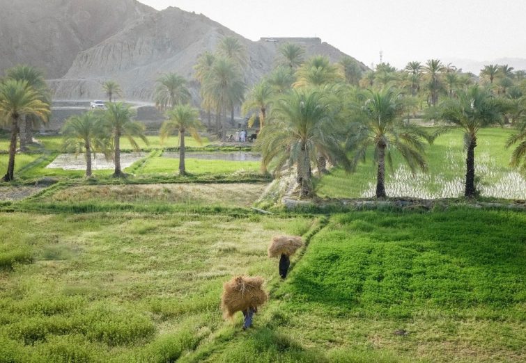 شالیکاری برنج در شهرستان قصرقند