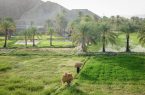قصرقند؛ بهشت بلوچستان
