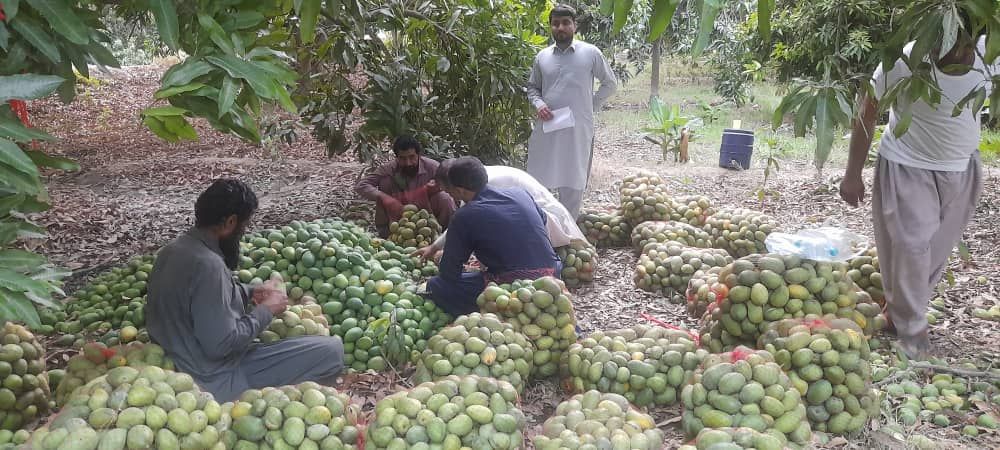 ظرفیت مهم کشاورزی قصرقند با انبه