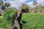 شهرستان قصرقند قطب برداشت شبدر برسیم