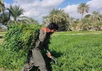 شهرستان قصرقند قطب برداشت شبدر برسیم شهرستان قصرقند قطب برداشت شبدر برسیم