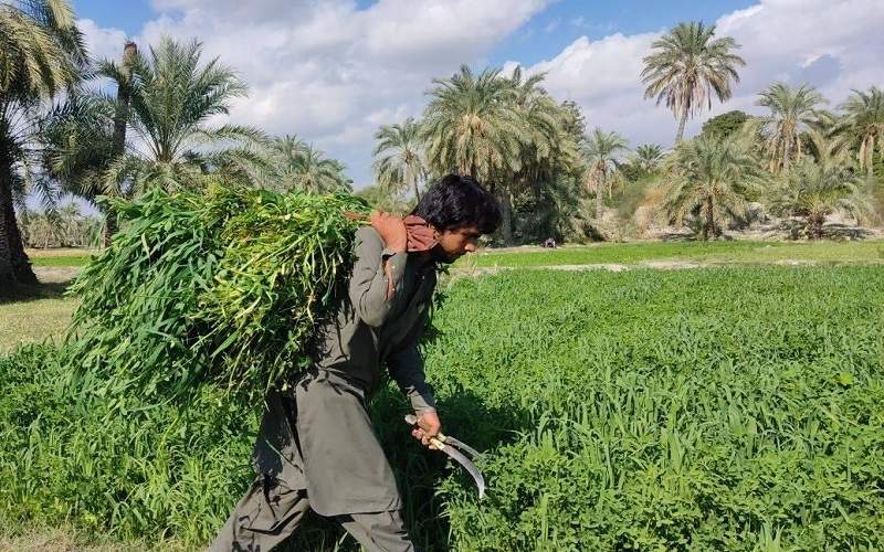 شهرستان قصرقند قطب برداشت شبدر برسیم