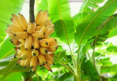 موز سیستان‌وبلوچستان پیشرو در خودکفایی ملی شد