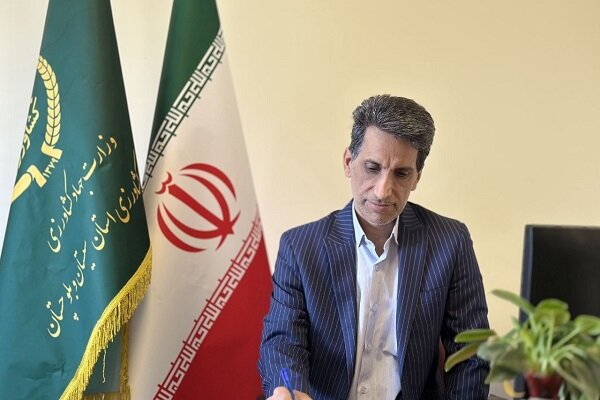 بیش از ۲ هزار تن گندم از مزارع زاهدان برداشت می شود