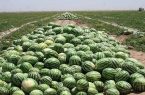 «چیتک»، میوه‌ای سالم در مسیر توسعه کشاورزی
