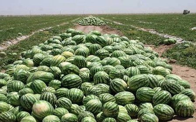 «چیتک»، میوه‌ای سالم در مسیر توسعه کشاورزی