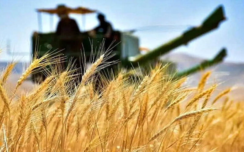خریداری ۱۱۵ هزار تن گندم در سیستان‌وبلوچستان