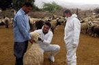خطر شیوع تب کریمه کنگو در عید قربان