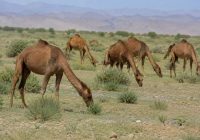 شترداری در خاش؛ فرصت طلایی تولید در دل خشکسالی