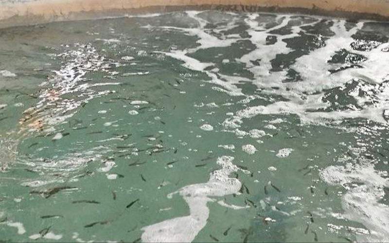 نخستین بچه‌ماهی قزل‌آلا در بنجار رهاسازی شد
