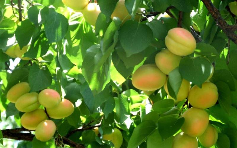 برداشت ۷ هزار تن زردآلو از باغات تفتان