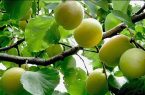 زردآلو؛ طلای زرد باغ‌های سیستان‌وبلوچستان