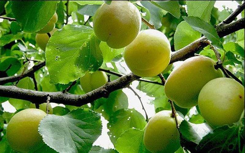 زردآلو؛ طلای زرد باغ‌های سیستان‌وبلوچستان
