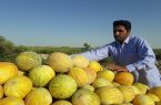 برداشت امید از جالیزهای هیرمند