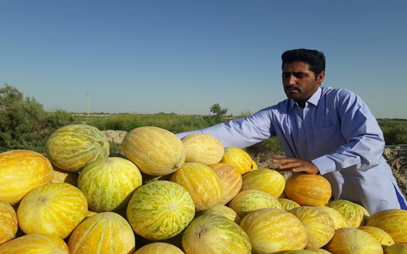 برداشت امید از جالیزهای هیرمند