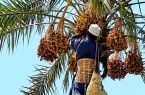 آغاز فصل برداشت خرمای نوبرانه در فنوج