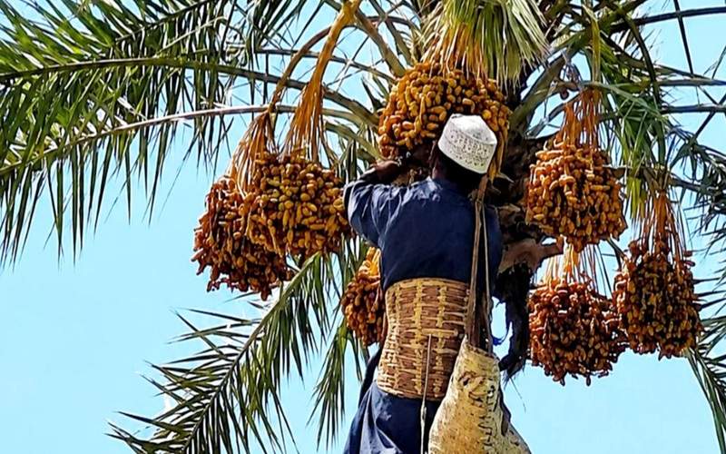 آغاز فصل برداشت خرمای نوبرانه در فنوج