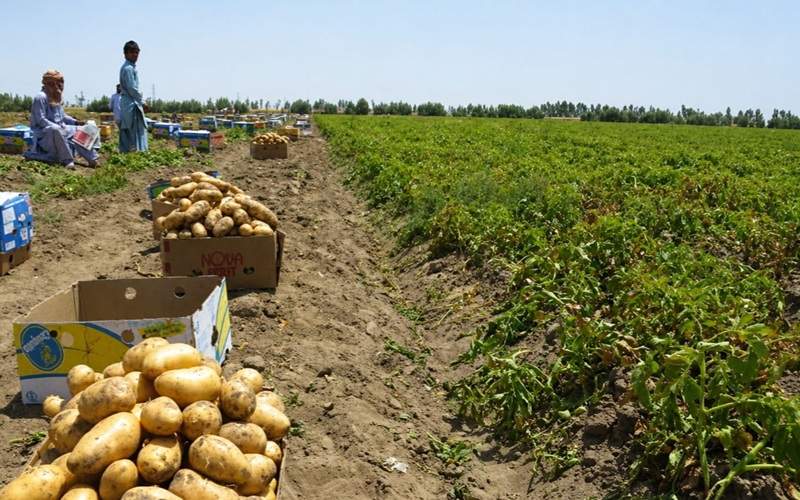 پیشبینی برداشت ۲۱۰۰ تن سیبزمینی از مزارع خاش