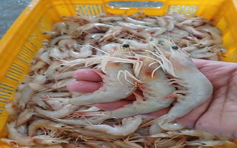برداشت موفق ۸۵۰ تن میگو در کنارک